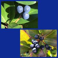 シャリンバイの画像