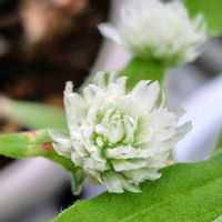 センニチコウ,花のある暮らし,窓辺の画像