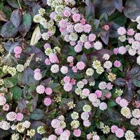 ヒメツルソバ,花言葉,おひさまの画像