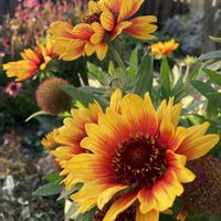 ガイラルディア,冬の花,庭の画像