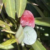 イヌマキ,花壇,ガーデニング,山野草,樹木の画像