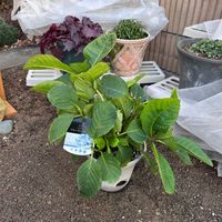 アジサイ,ハイドランジア,ハイドランジアブルーマーブルソーダ,PR,室内管理の画像