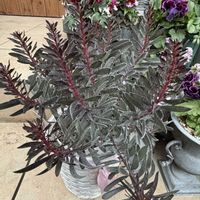 グレビレア,リューカデンドロン,グレビレア ロビンゴードン,リューカデンドロン　バーガンディサンセット,お花の画像