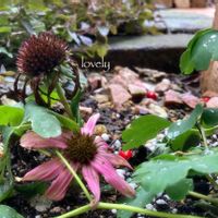 エキナセア,いつもありがとうございますの画像