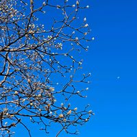 モクレン,木蓮の蕾,木蓮の蕾,木蓮,花散歩の画像