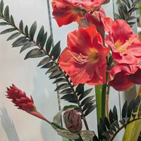 アマリリス,シンビジウム,ナンテン,マツ,レッドジンジャーの画像