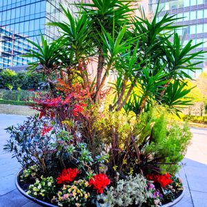 ユッカ,アデナンサス ウィーリーブッシュ,寄せ植え,観葉植物,季節の花の画像