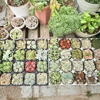 多肉植物,ガーデニング,もりもり多肉の画像