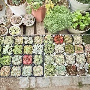 多肉植物,ガーデニング,もりもり多肉の画像