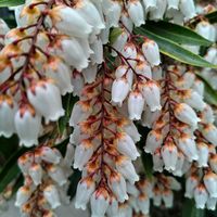 アセビ,アセビ,アセビ,アセビ,アセビの画像