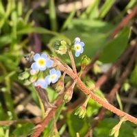キュウリグサ,菜の花,水仙,かわいい雑草,小花好きの画像