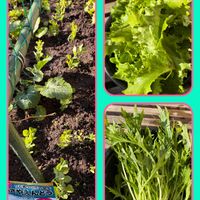 レタス,レタス,絹さやえんどうの苗,サラダみず菜,サラダみず菜の画像