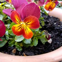 スイセン,ストレリチア,花のある暮らし,ビオラ・パンジー,今日のお花の画像