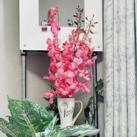 デンファレ（デンドロビウムファレノプシス）,花言葉,花のある暮らし,誕生花,GS映えの画像