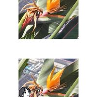 ストレリチア,今日のお花,いつも、いいね!ありがとうございます(*´`)♡,LINEスタンプ,GSの繋がりに感謝♡の画像