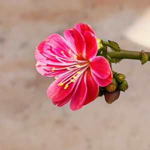 レウイシア,植え替え,可愛い,つぼみ,ピンクの画像