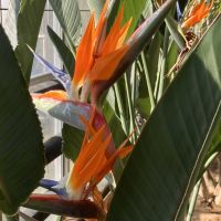 カルミア,ストレリチア,パンジー・ビオラ,マンサク,ビオラの画像