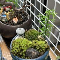 盆栽,日本庭園,室内,苔テラリウム,植物育成ライトの画像