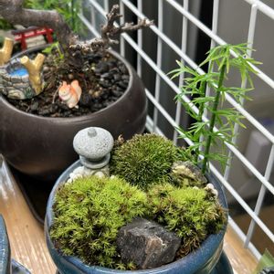 盆栽,日本庭園,室内,苔テラリウム,植物育成ライトの画像