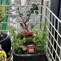 長寿梅,長寿梅,盆栽,日本庭園,室内の画像