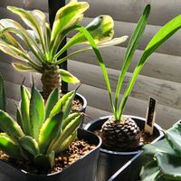 ユーフォルビア 鉄甲丸,アガベ　キュービック錦,室内窓辺,ユーフォルビア ポイゾニー錦,ユーフォルビアの画像