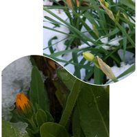 カレンデュラ,日本水仙,冬知らず,カレンジュラ 冬知らず,小さな庭からの画像