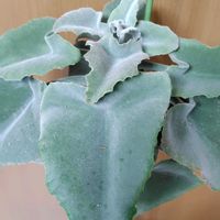 仙女の舞,カランコエ ベハレンシス 仙女の舞,カランコエ ベハレンシス,カランコエ　べファレンシスの画像