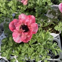 アネモネ,モモ,アネモネ　モモ,園芸店巡り,清光園芸の画像