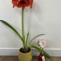 アマリリス,Waxed amaryllisの画像