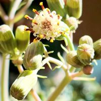 七宝樹,福岡県,多肉植物の花記録,金曜日の蕾たち,われら17年組の画像