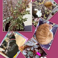 シクラメン,みかん,名前分からず,トラ吉,コエル♡の画像