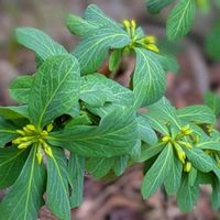 カシワバアジサイ,チューリップ,柏葉アジサイ,サザンカ 朝倉,黄花沈丁花 (ナツボウズ)の画像