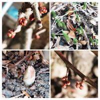 ウメ,スノーフレーク,ボケ,福寿草,もうすぐ春の画像