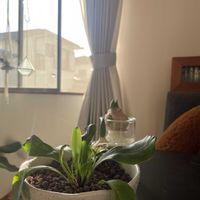 チューリップ,ヒヤシンス,アスプレニウム,多肉植物,観葉植物の画像