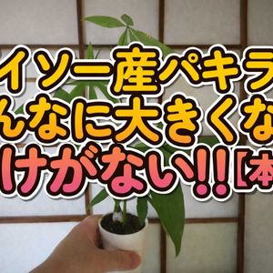 パキラ,観葉植物,癒し,インテリアグリーン,珍奇植物の画像