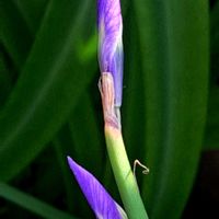 カブ,モレア ポリスタキア,モラエア ポリスタキア,早咲き純白かほり水仙,嬉しい頂き物の画像