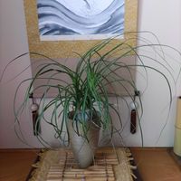 トキワシノブ,トックリラン,三時草,ポニーテール,自宅園芸の画像