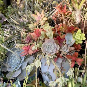 放置,ポイポイ鉢,庭の画像