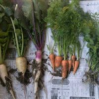 ルッコラ,紅芯大根,日野菜かぶ,だいこん,方領だいこんの画像