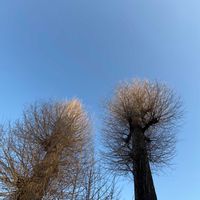 イチョウ,イチョウの画像