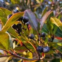 シャリンバイの画像