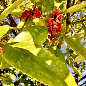 タラヨウ,果実,植栽,モチノキ科,雌雄異株の画像