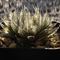 ハオルチア,スーパー兜,スーパー兜,カルキュルス,コノフィツム カルキュルスの画像