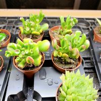 ゴーラム（宇宙の木）の画像