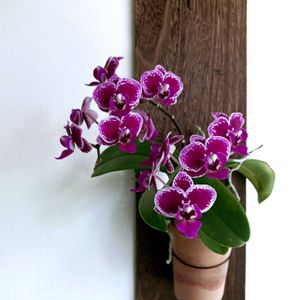 ファレノプシス,ミニ胡蝶蘭,洋ラン,花のある暮らし,蘭初心者の画像