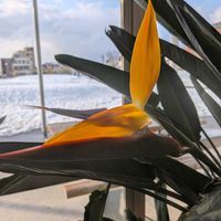 ストレリチア,ストレリチア,ストレリチア,ストレリチア,ストレリチアの蕾の画像