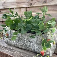 ワイルドストロベリー,ワイルドストロベリー,ハーブ,小花会,みんな最高の画像