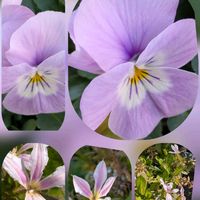 ビデンス,ガーデンシクラメン,ビオラ,ビオラ,ビオラの画像