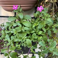 シレネ,バニーテール,シレネ ピンクパンサー,鉢植え,楽しみ〜の画像