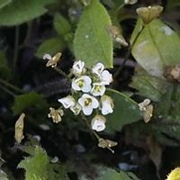 ナズナ,山野草の画像